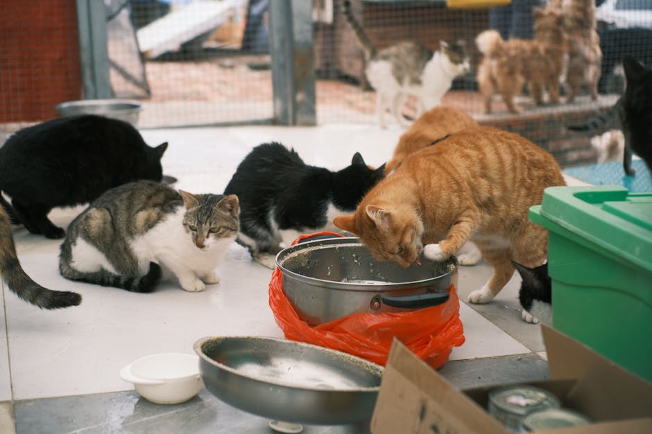 caption for Effective Strategies for Managing Feral Cats in Your Community