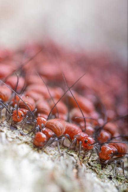 caption for The Ultimate Guide to Dealing with Termites in Your Garden