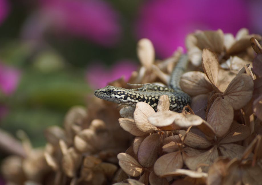 caption for How Long Do Garden Lizards Live? Factors Affecting Lifespan and Tips for a Longer Life