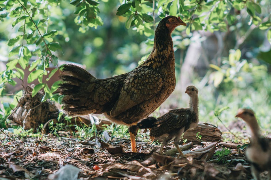 caption for What Chickens Can Eat from the Garden: A Guide to Feeding Your Flock