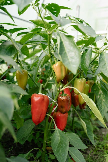 caption for Ways to Use Garden Peppers: Recipes & Tips